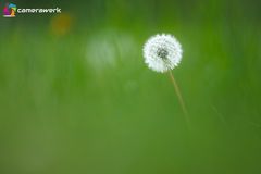 Löwenzahn Bokeh