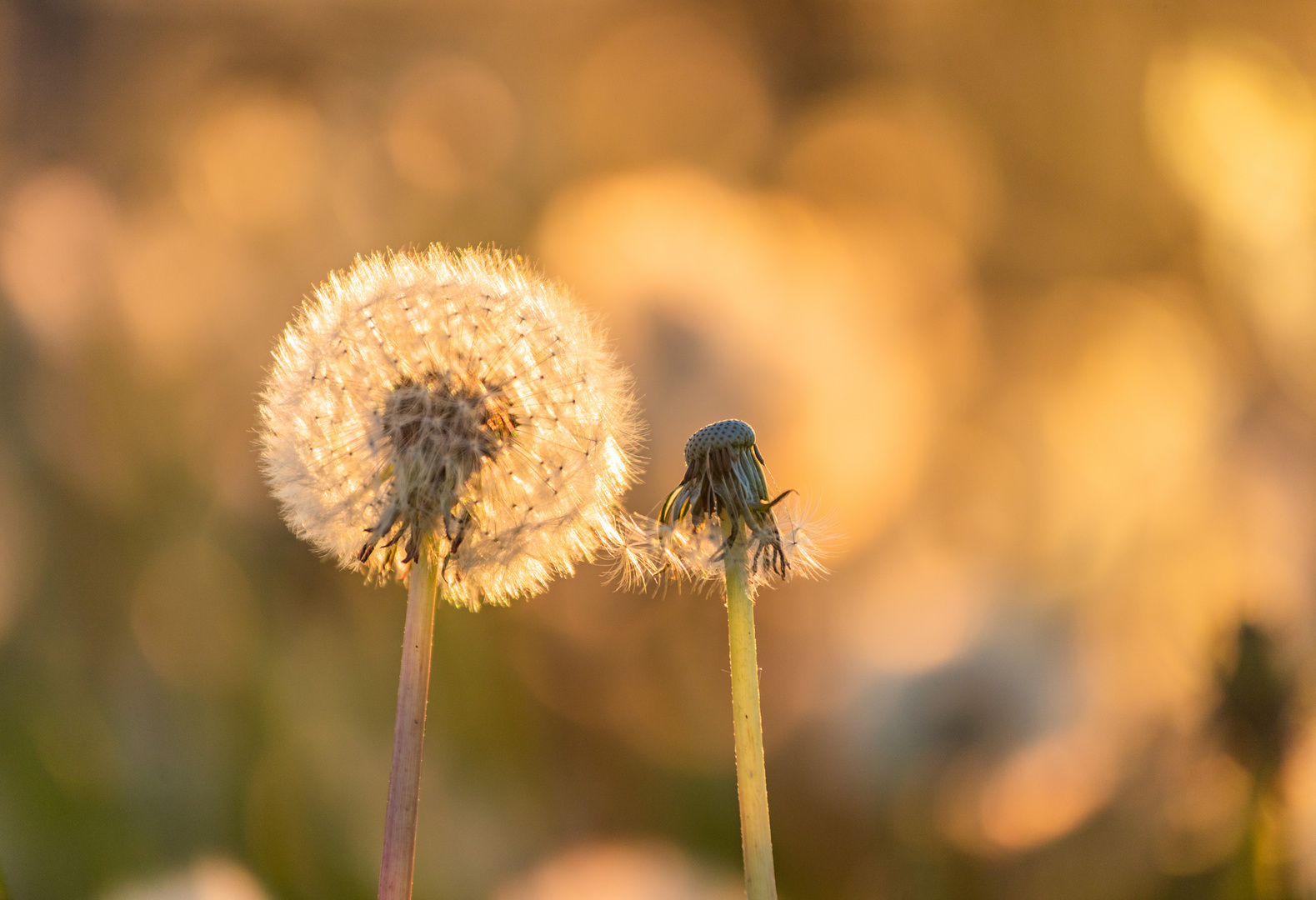 Löwenzahn-Bokeh