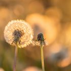 Löwenzahn-Bokeh