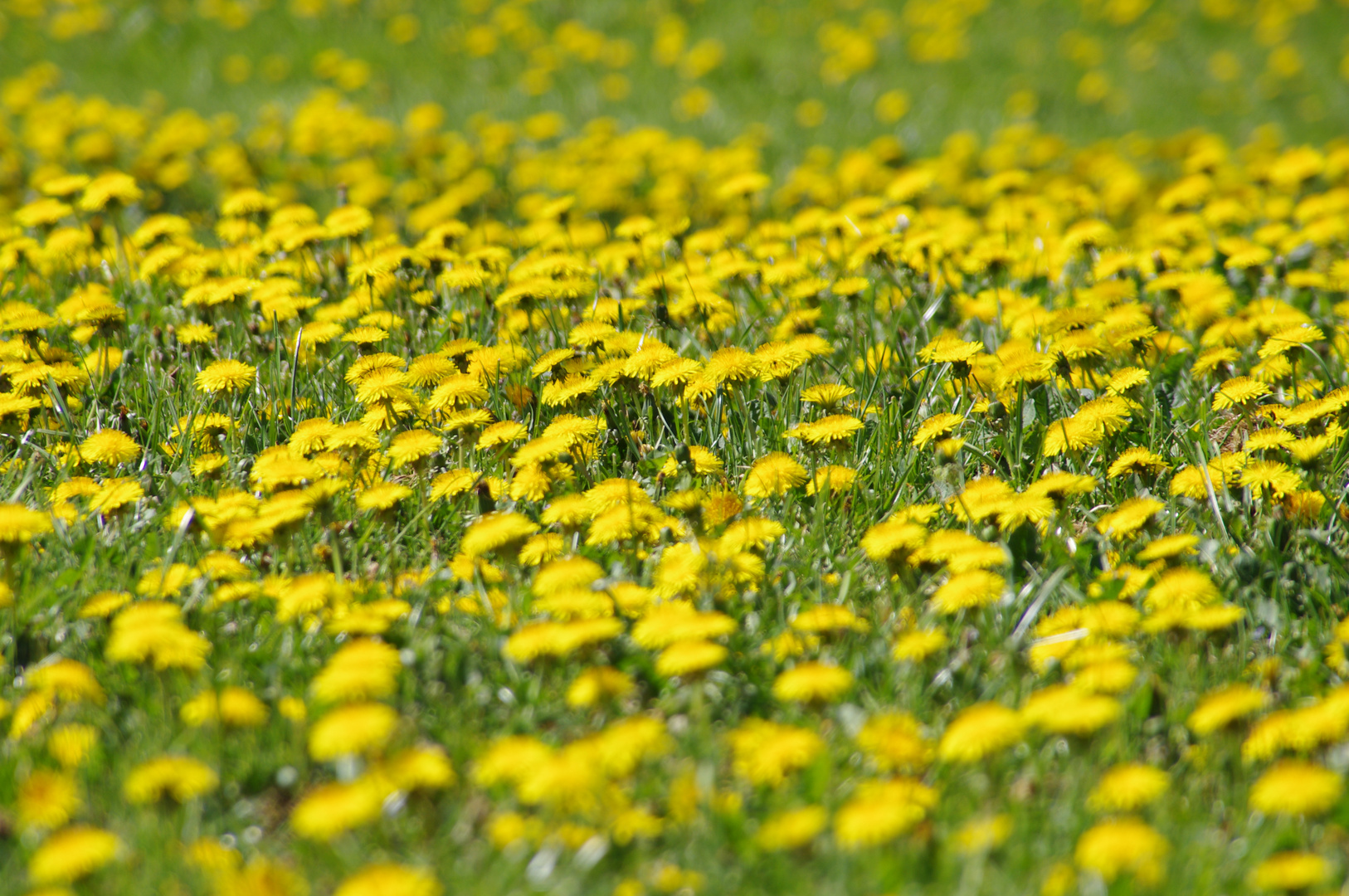 Löwenzahn - Butterblume in Altenholz