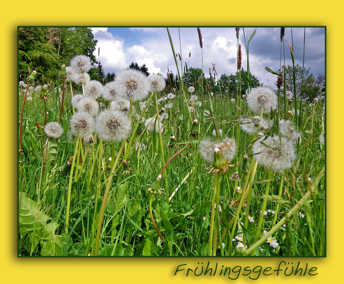 Löwenzahn bzw. Pusteblume