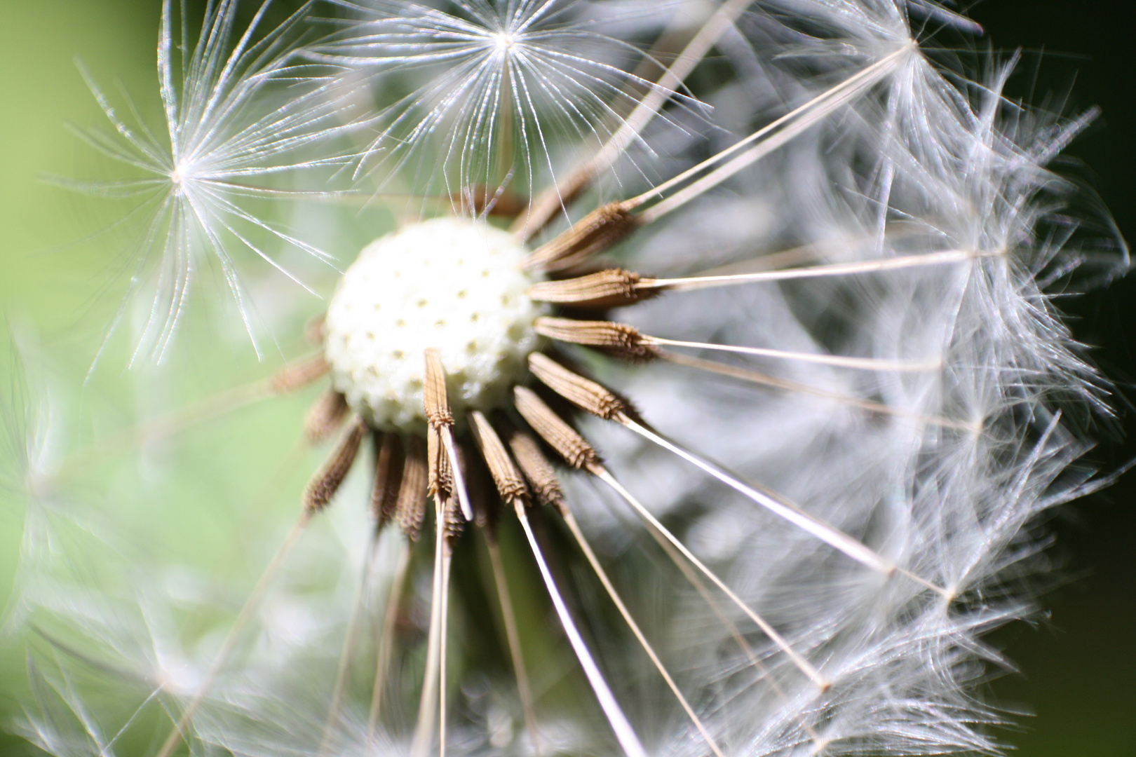 Löwenzahn bzw. umgangssprachlich Pusteblume