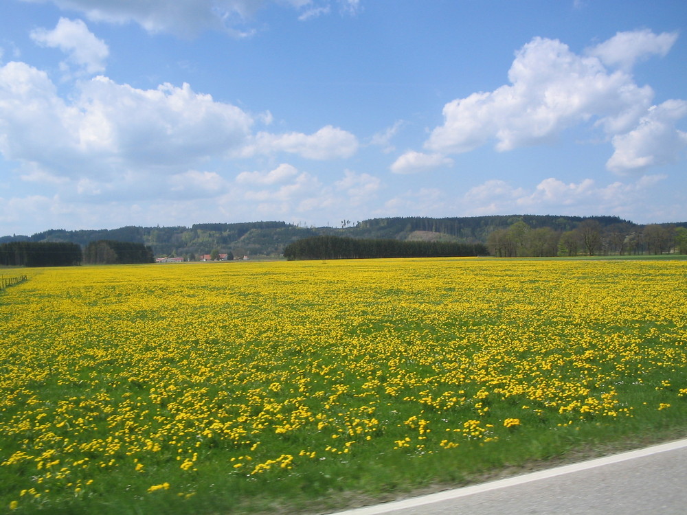 Löwenzahn