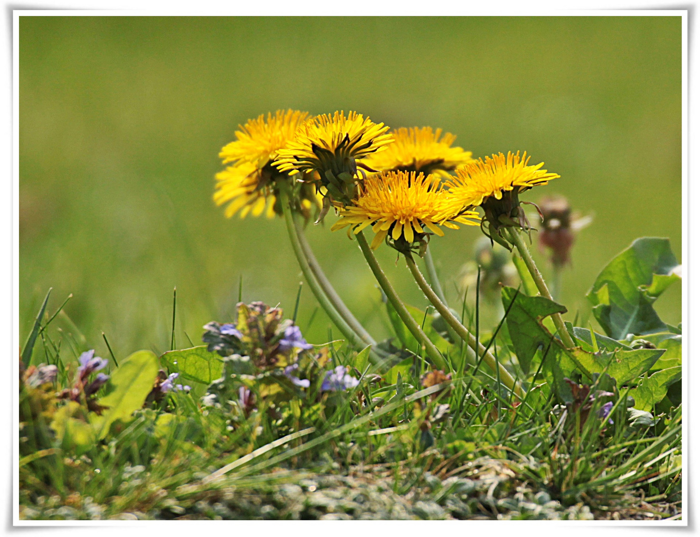 Löwenzahn Foto &amp; Bild | pflanzen, pilze &amp; flechten, blüten ...