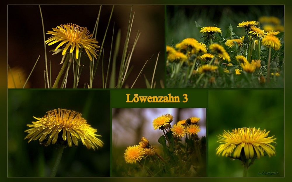 Löwenzahn Collage