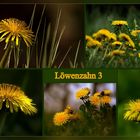 Löwenzahn Collage