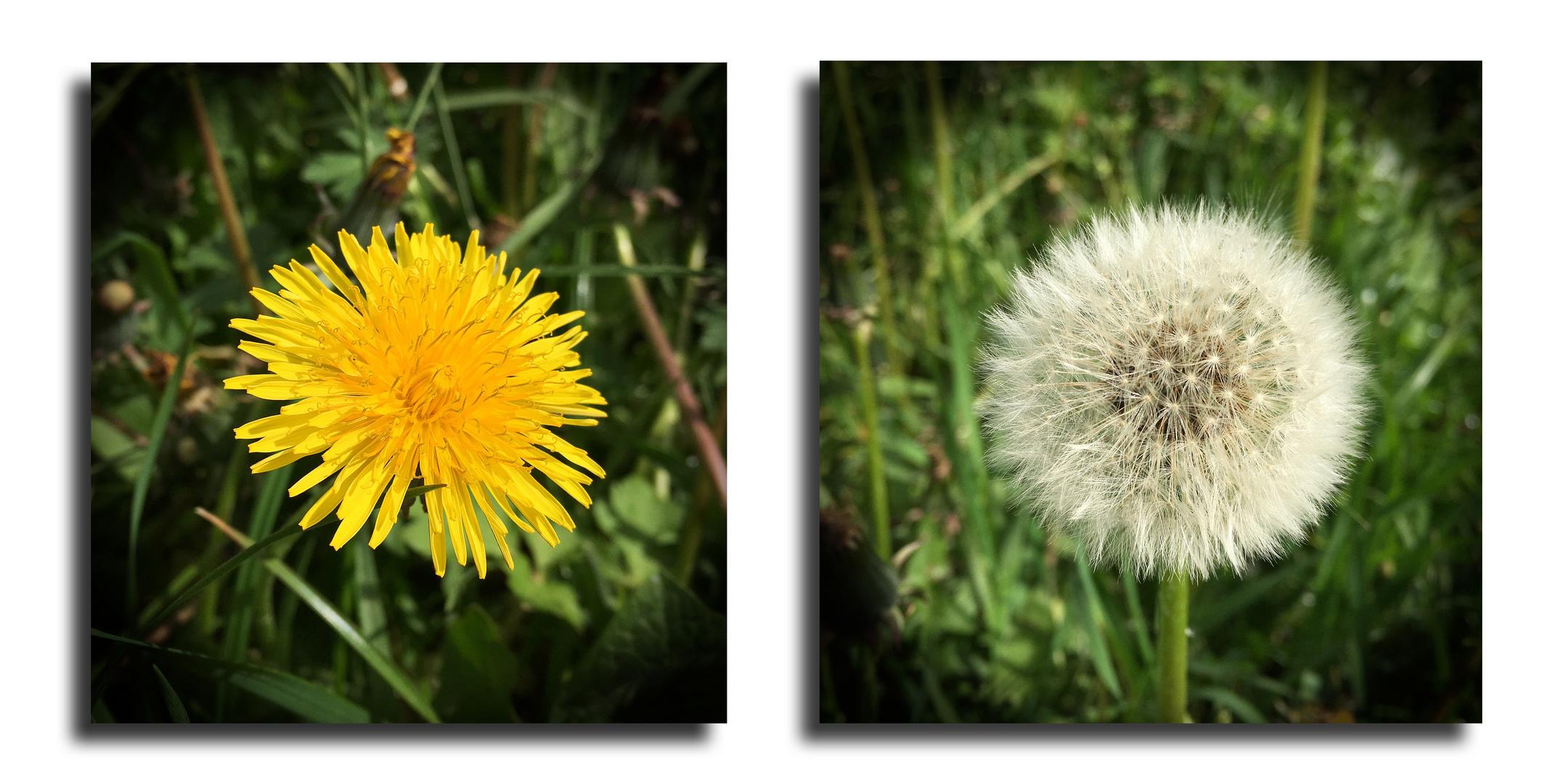 Löwenzahn Collage