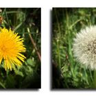 Löwenzahn Collage