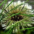 Löwenzahn (Dandelion)