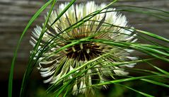 Löwenzahn (Dandelion)