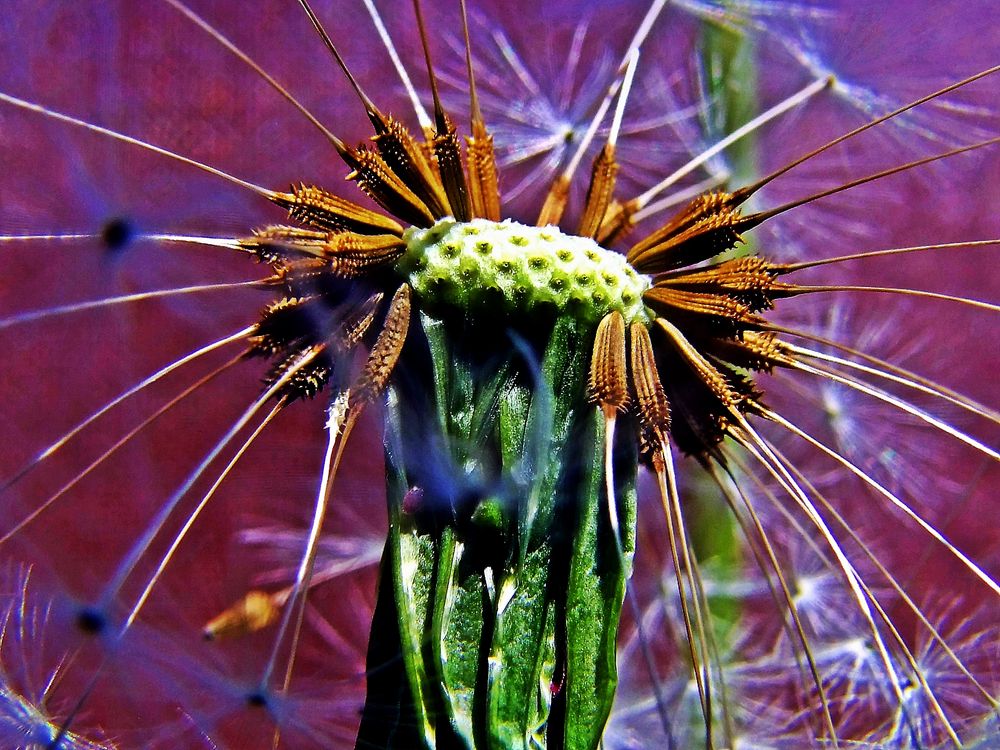 Löwenzahn (dandelion; Taraxacum)