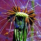 Löwenzahn (dandelion; Taraxacum)