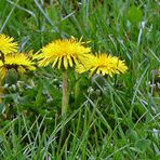 Löwenzahn das Leuchten im Frühling