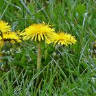 Löwenzahn das Leuchten im Frühling