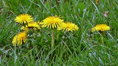 Löwenzahn das Leuchten im Frühling