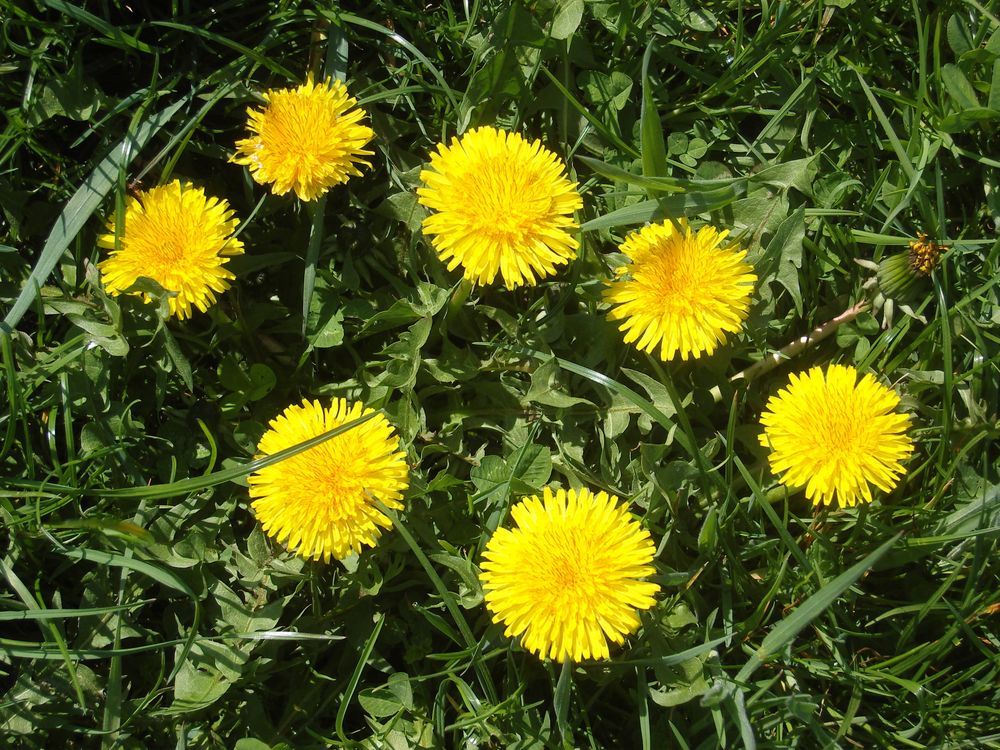Löwenzahn Foto & Bild jahreszeiten, frühling, natur Bilder auf