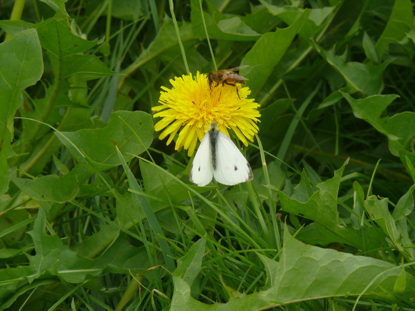 Löwenzahn