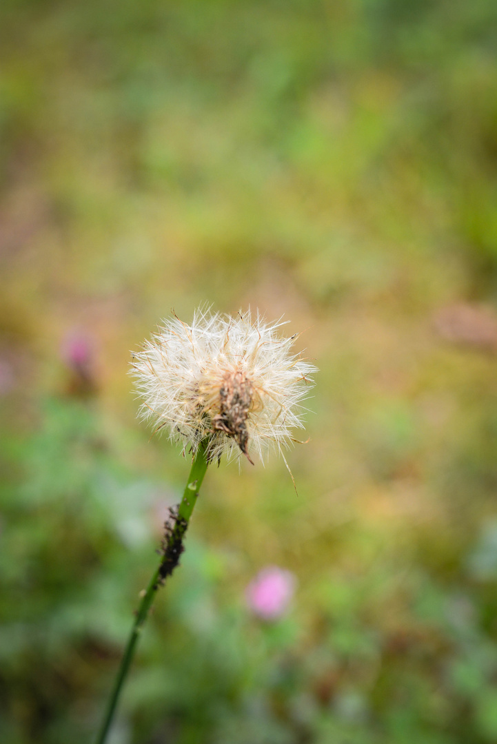 Löwenzahn, die Pusteblume