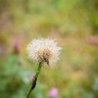 Löwenzahn, die Pusteblume