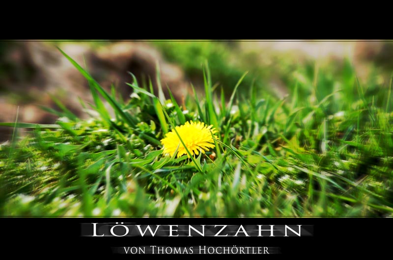 Löwenzahn