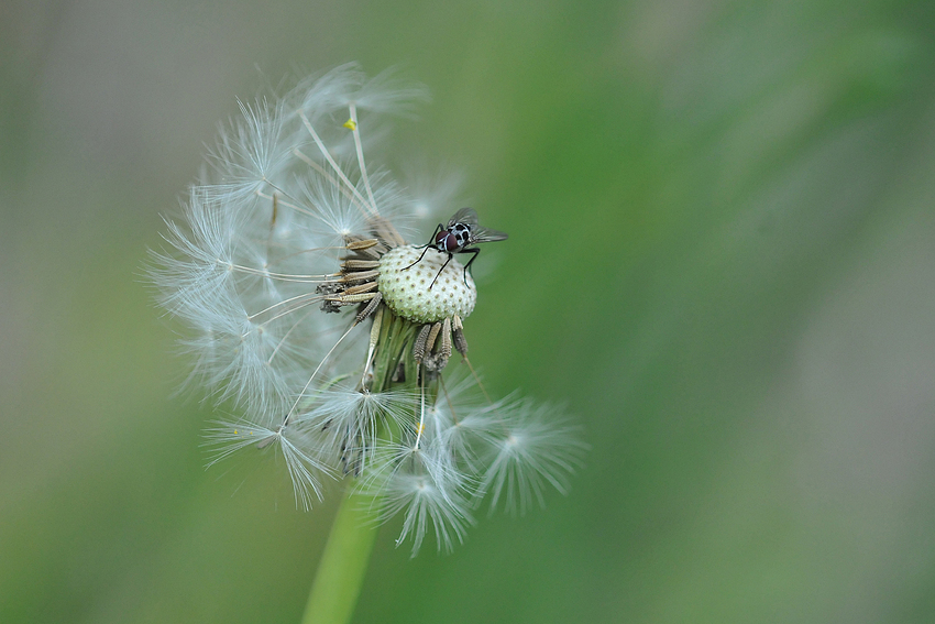 Löwenzahn-Fliege