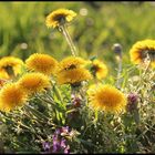 Löwenzahn - Frühling