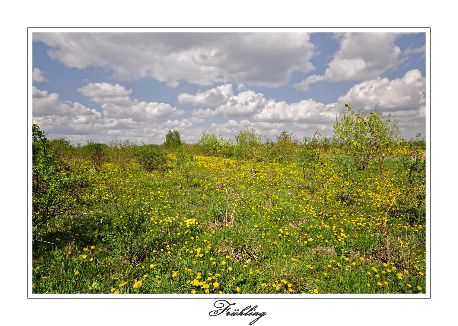 Löwenzahn-Frühling.....