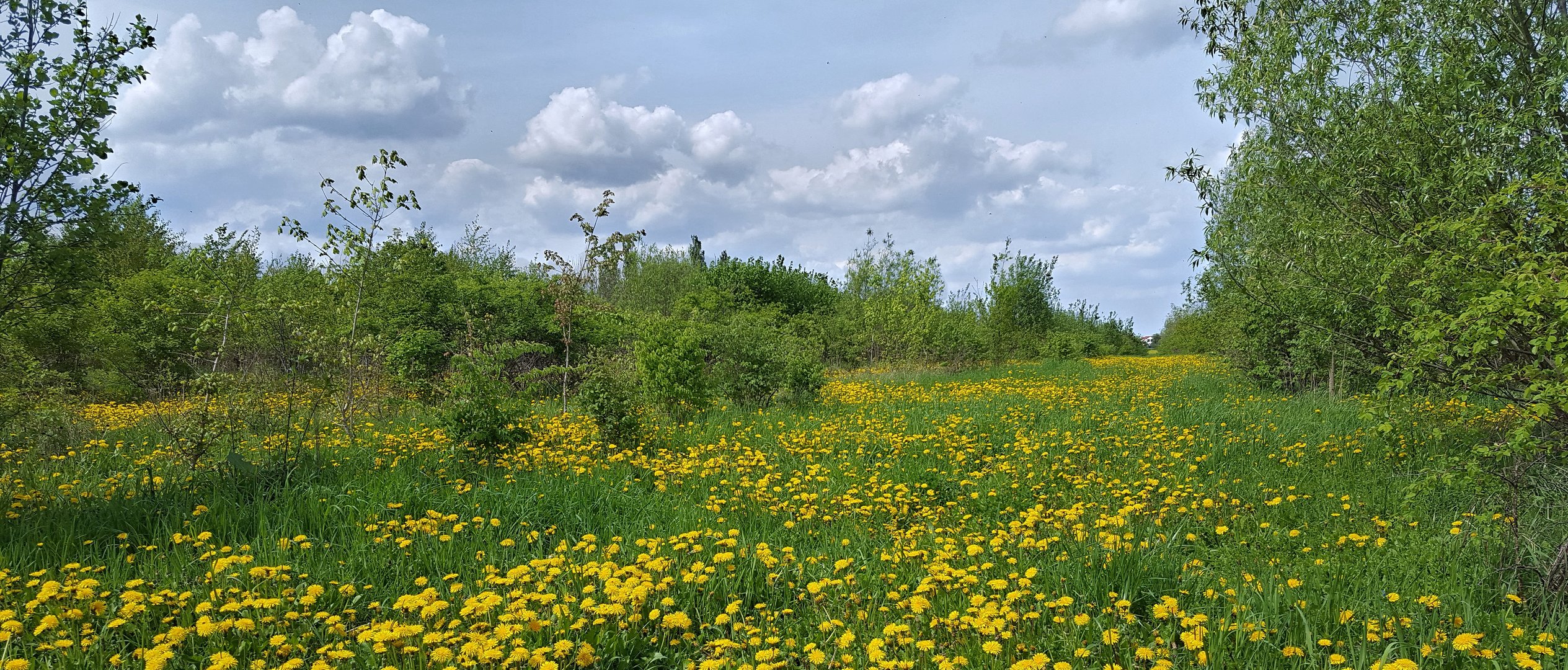 Löwenzahn-Frühling......