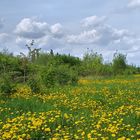 Löwenzahn-Frühling......