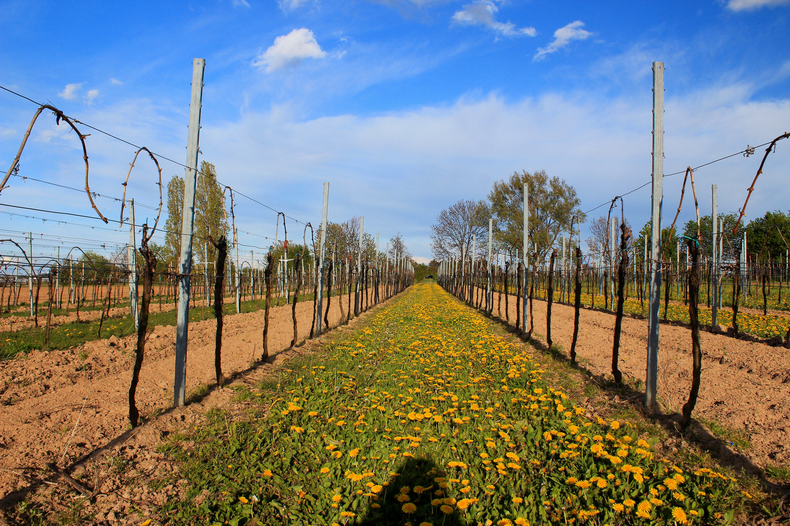 Löwenzahn-Frühling in der Pfalz