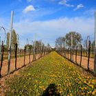 Löwenzahn-Frühling in der Pfalz