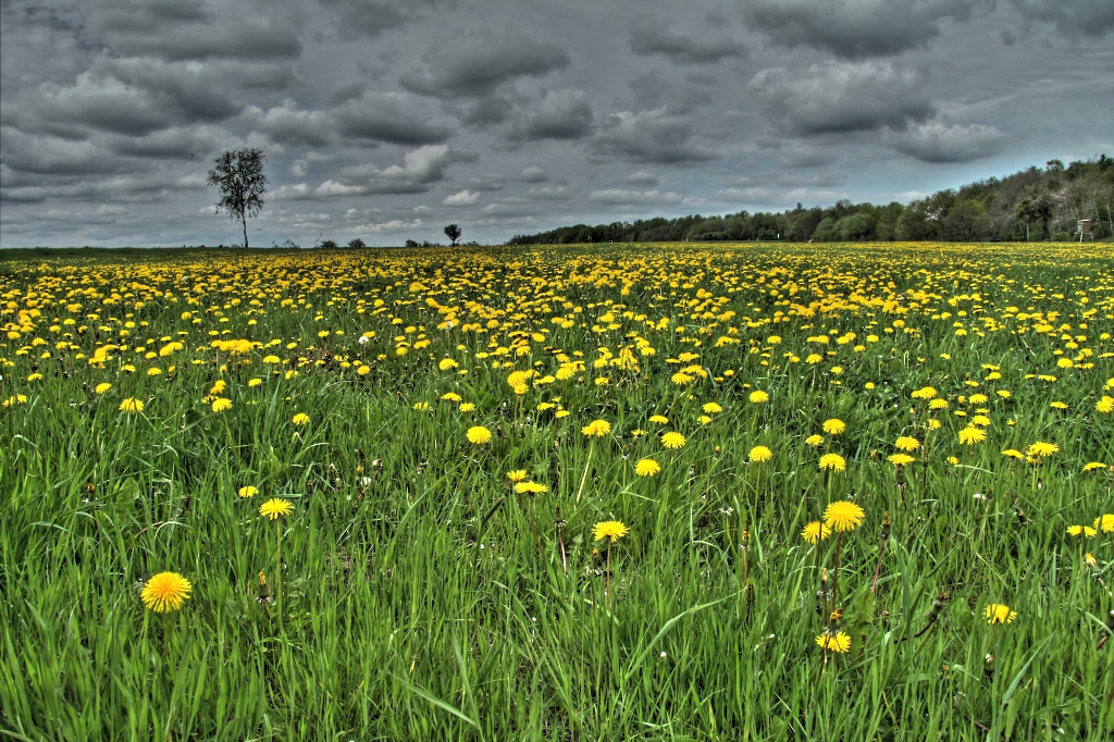 Loewenzahn HDR