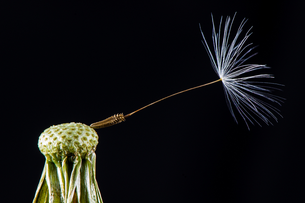 Löwenzahn I (Taraxacum)