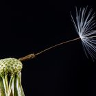 Löwenzahn I (Taraxacum)