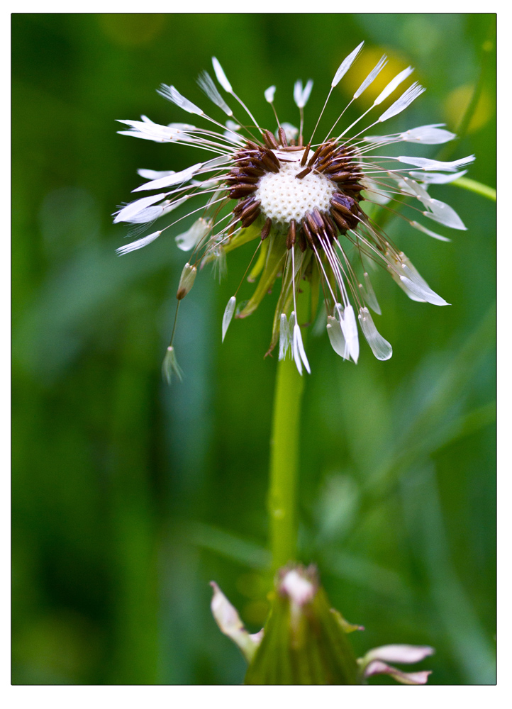 Löwenzahn II nach dem Regen