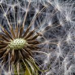 Löwenzahn II (Taraxacum)