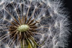 Löwenzahn II (Taraxacum)