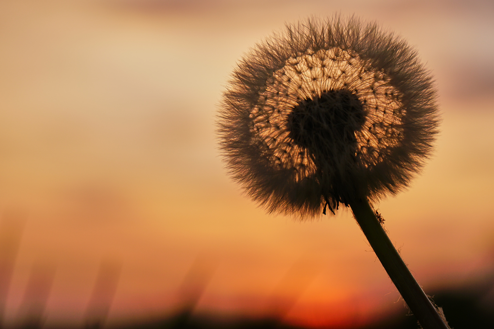 Löwenzahn im Abendlicht