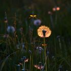 Löwenzahn im Abendlicht ...