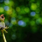 Löwenzahn im Aufbruch