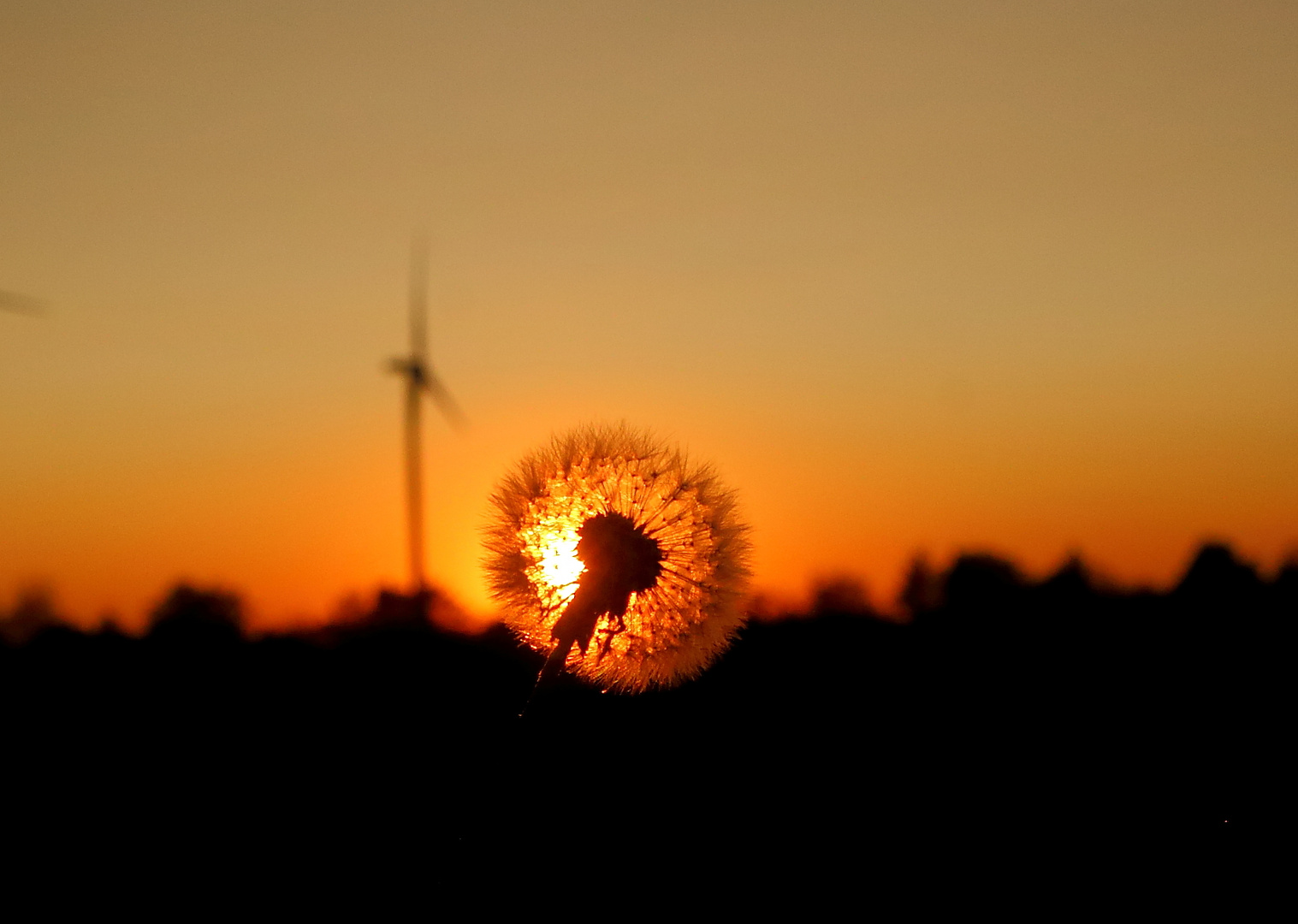 Löwenzahn im Energiefeld