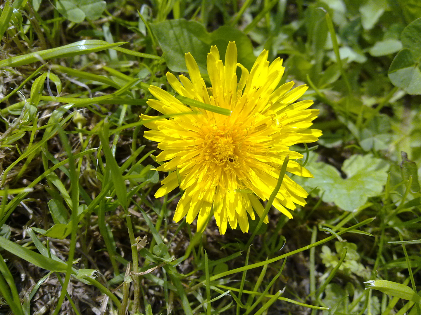 Löwenzahn im Frühling 2010