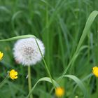 Löwenzahn im Frühling