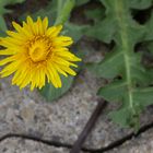 Löwenzahn im Frühling