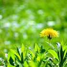 Löwenzahn im Garten