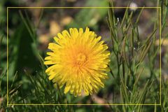 Löwenzahn im Garten