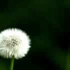 Löwenzahn im Garten