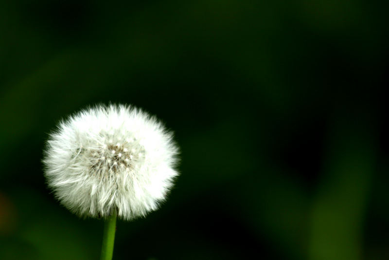 Löwenzahn im Garten