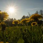 Löwenzahn im Gegenlicht