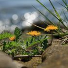 Löwenzahn im Glanz der Sonne